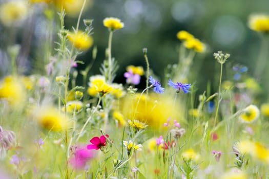 Flower meadow