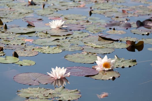 Water Lilies - Nymphaea