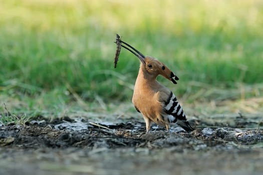 Hoopoe with dragonfly larva