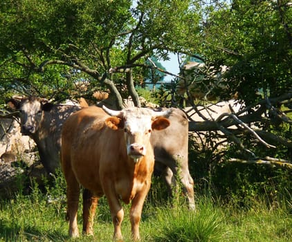 cattle