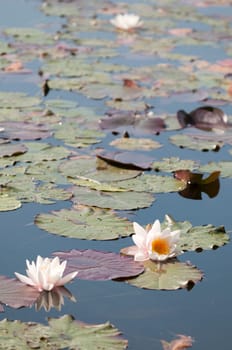 Water Lilies - Nymphaea