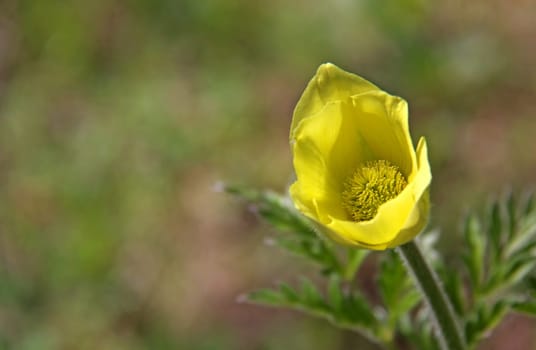 Pulsatilla sulphurea