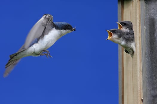 Tree Swallow Feeding Babies