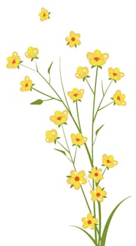 yellow wild flower