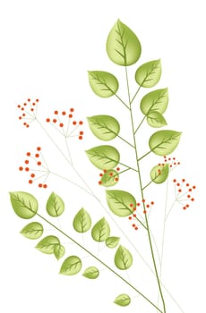 plant and red  berry