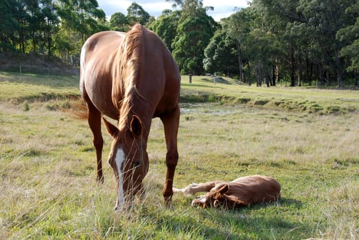 Mare with sleeping foal