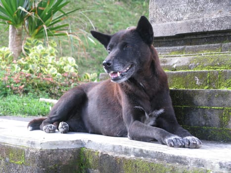 Dog