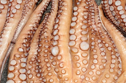 Squid Calamares