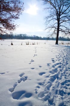 Tracks and snow