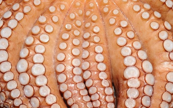 Squid Calamares Detail