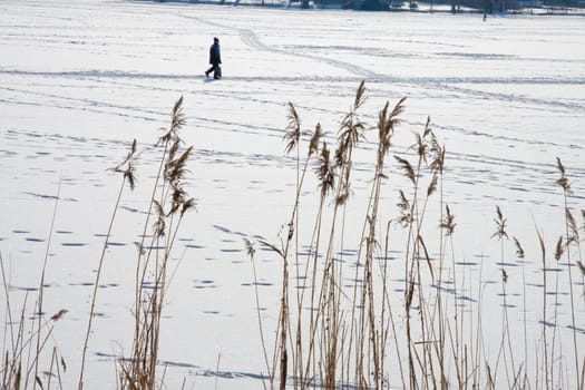 Reeds in the snow