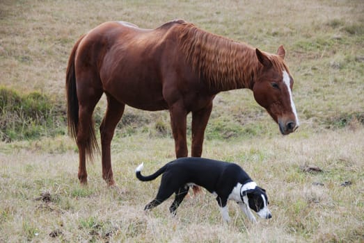 Friendship between dog and horse