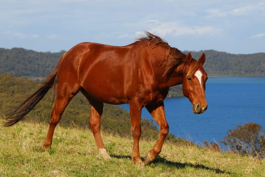 Quarterhorse with lake view