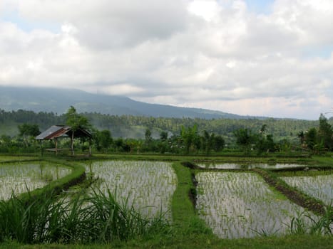 Rice field (Asia)
