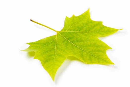 maple leaf