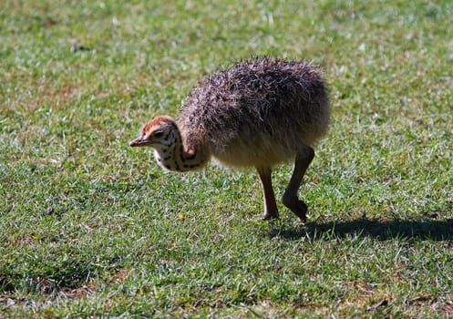 OstrichBaby
