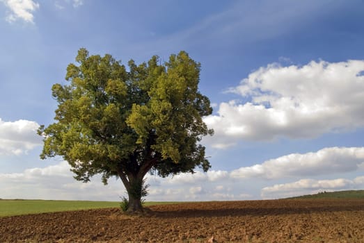 Lonely Oak 2