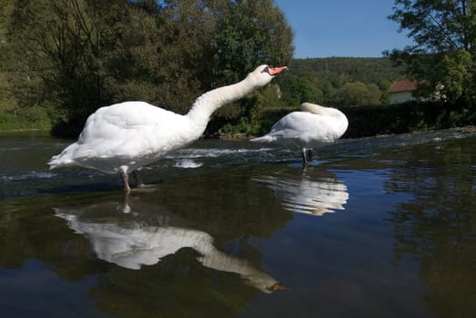 Swan in the Altmühl