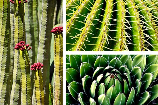 Succulents