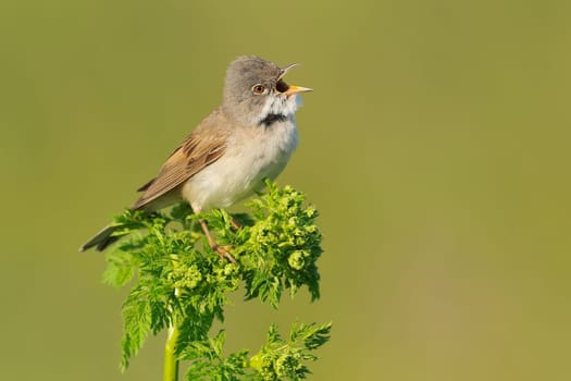 Singing Blackcap