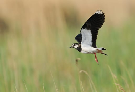 Lapwing in flight 2