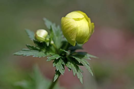 Trollius europaeus
