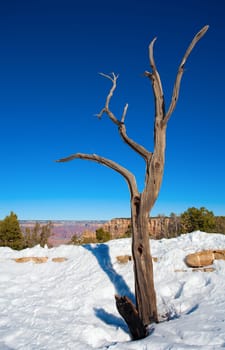 Dead tree