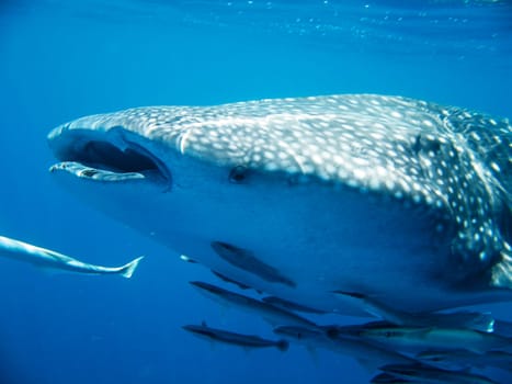 Whale shark