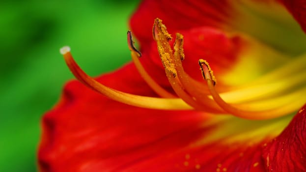 lily
