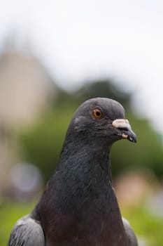 Pigeon Portrait