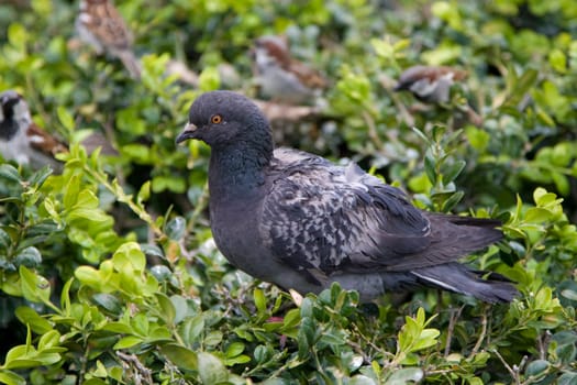 Pigeon Portrait