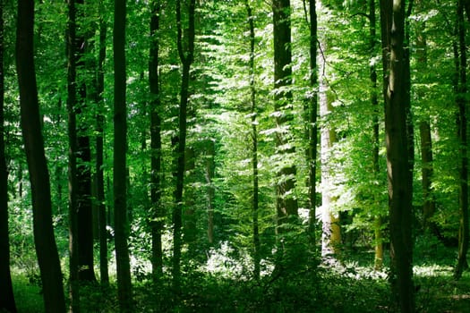 Forest-Light-Nature