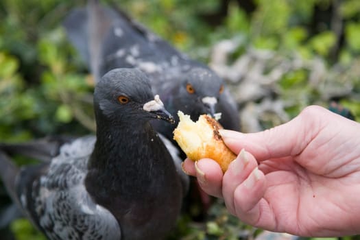 Pigeon Portrait