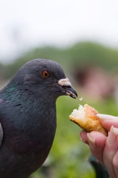 Pigeon Portrait