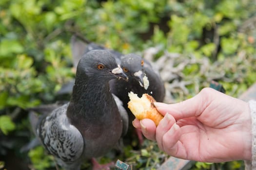 Pigeon Portrait