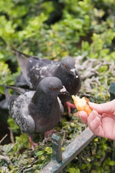 Pigeon Portrait
