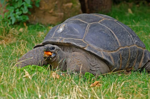 Seychelles Giant Tortoise