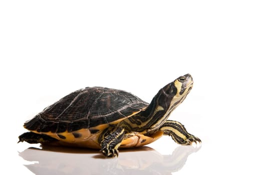 Turtle isolated