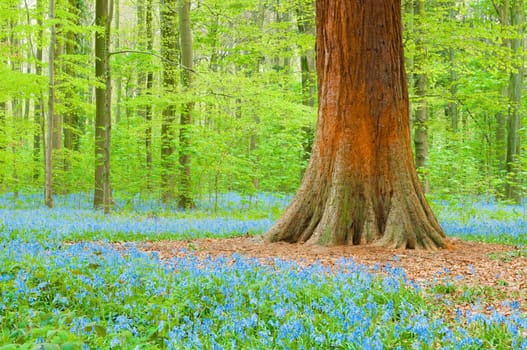 Bluebells and trunk