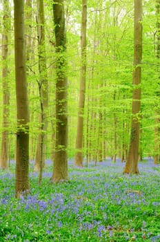 forest with Bluebells
