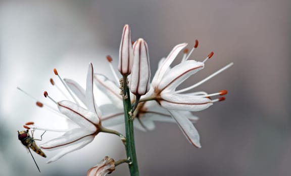 Asphodelus albus
