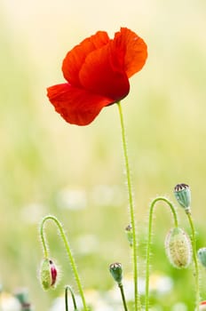 Red Poppy
