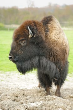 Bison