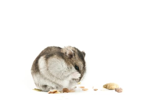 Hamster Isolated