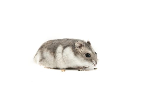 Hamster Isolated