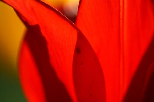 flower background