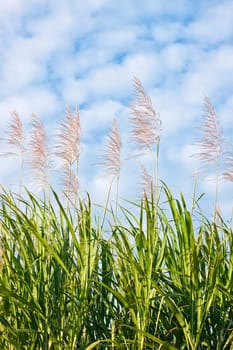 Sugar cane in bloom