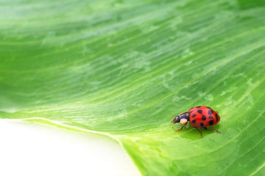 ladybug