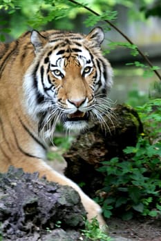 TigerPortrait