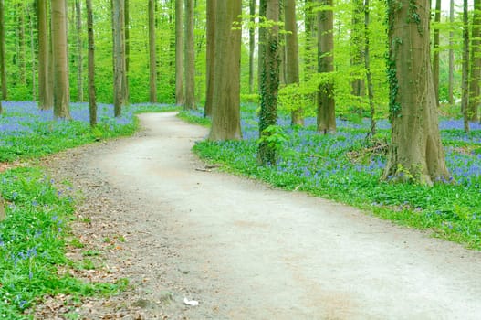 Path through forest